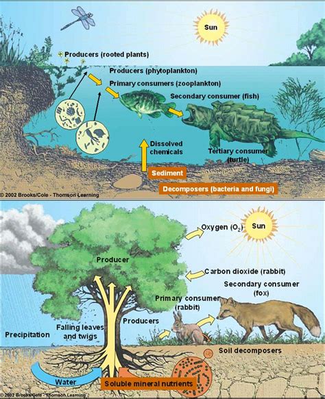 32 best Ecosystems (systems thinking) images on Pinterest | Agriculture, Aquatic ecosystem and ...