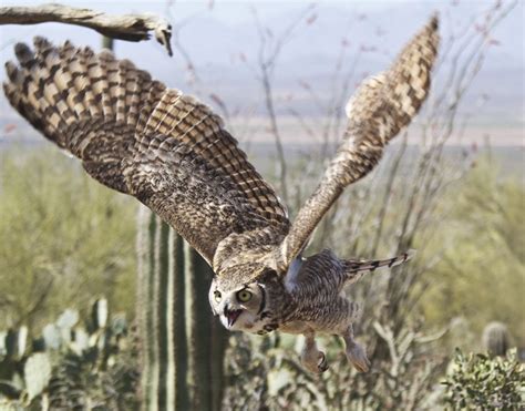 Great Horned Owls at the Arizona-Sonora Desert Museum