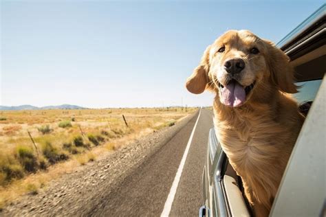 Transport Pets Across Country - Transport Informations Lane