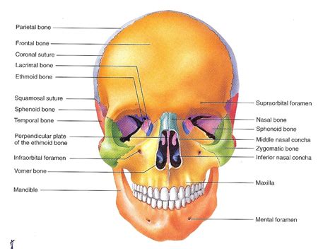 Skeletal System Skull Diagram