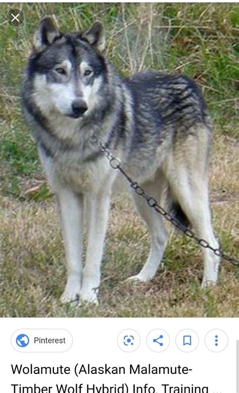 Alaskan Malamute Wolf Hybrid Wolf Dog - Pets Lovers