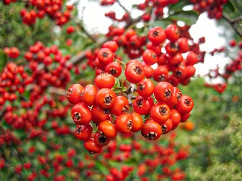 How to Identify a Tree with Red Berries | Hunker