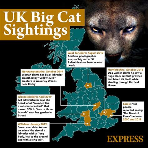 Big cat sightings: Mystery behind PANTHERS on the loose across the UK revealed | UK | News ...