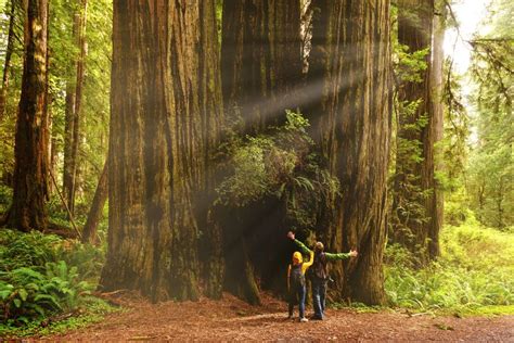 Hyperion Tree: The World's Tallest Tree Is Officially Off-Limits