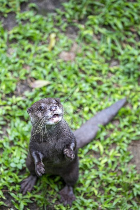 Baby Zoo: Asian small-clawed otter (Aonyx cinereus) - ZooChat