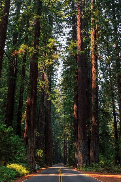 Avenue of the Giants | Orman resimleri, Ormanlar, Sualtı fotoğrafları