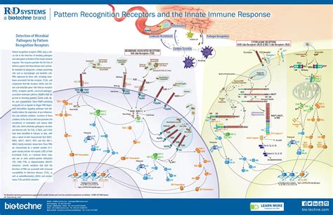 Pattern Recognition Receptors & the Innate Immune Response: R&D Systems