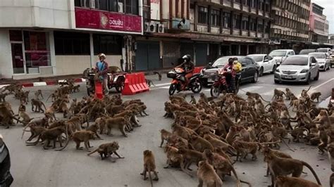 Rival Monkey Gangs Clash on Road Over Food in Thailand, Bring Traffic ...