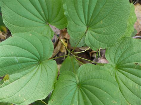 Wild yam | Identify that Plant