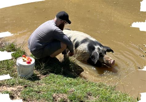 Volunteer - Farm Animal Rescue