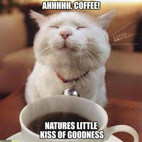 Even felines love it! Haha! #coffee #cat #cats #funny #humor #lol #meme #feline #caffeine # ...