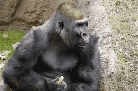 Zola The Gorilla Shows Her Amazing Dancing Skills Whenever She Gets In ...