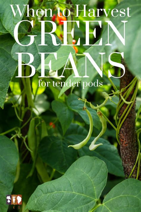 When and How to Harvest Green Beans (It's so Easy!) - The Kitchen Garten