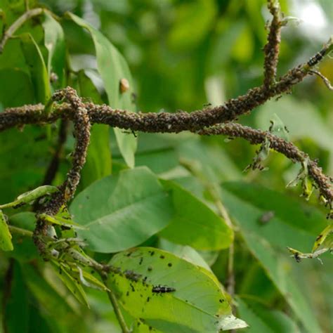 Citrus Aphids - Fruit Salad Trees