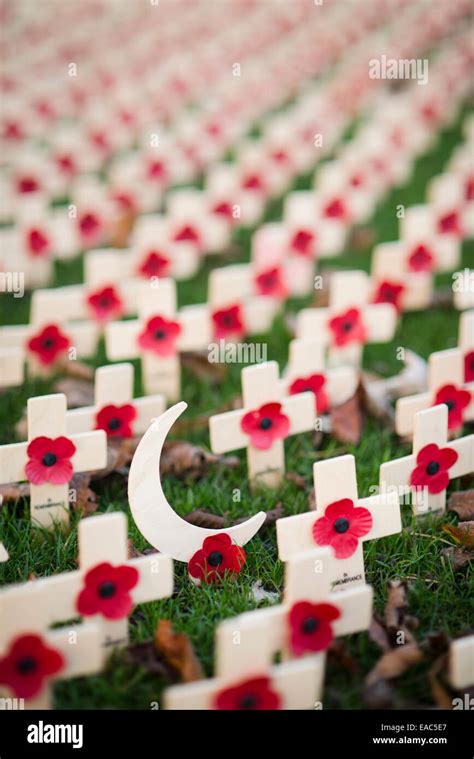 Poppies remembrance Sunday Stock Photo - Alamy