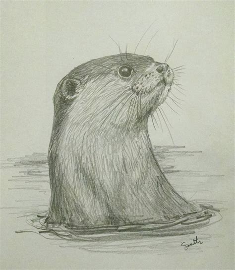 North American River Otter in pencil | Realistic animal drawings, Otter ...