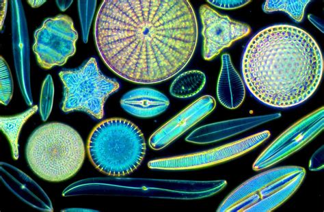 Diatoms | Nikon’s Small World