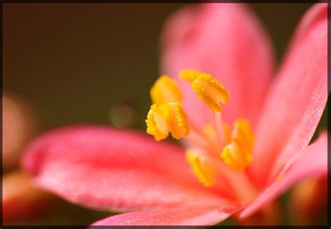 Pollen on anther by sakshamgupta on deviantART