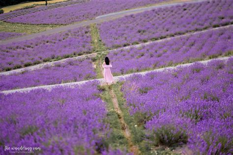 2021 Lavender fields of Furano — the wandering cam