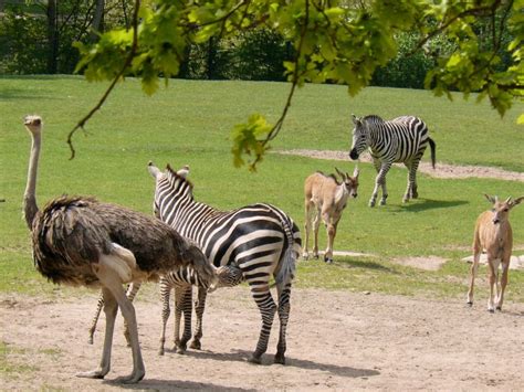 Nuremberg Zoo (Nuremberg) - Visitor Information & Reviews