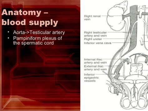 Evaluation of Testicular Pain