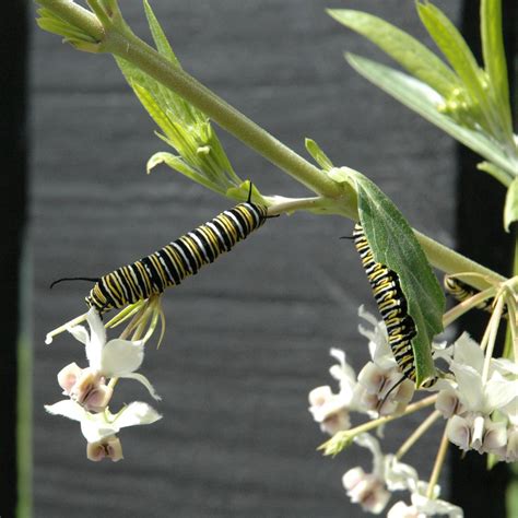 File:Monarch Butterfly Caterpillars.JPG - Wikipedia