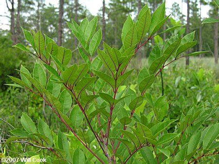 Poison Sumac (Toxicodendron vernix)