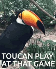 Toucan Play GIF - Toucan Play Game - Discover & Share GIFs