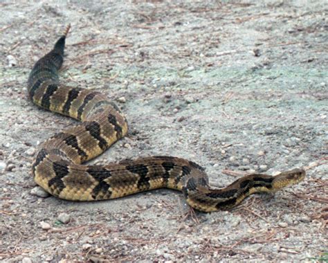 Pine Barrens Timber Rattlesnake - Protecting the New Jersey Pinelands and Pine Barrens ...