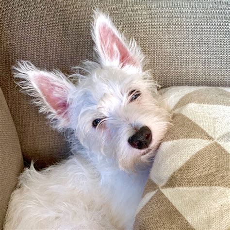 Sami’s first day at Westie training school | Westie puppies, Westies, Happy dogs