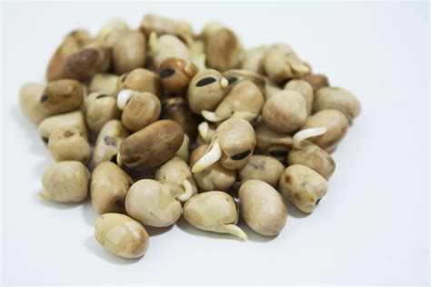 Fava Beans - Mumm's Sprouting Seeds