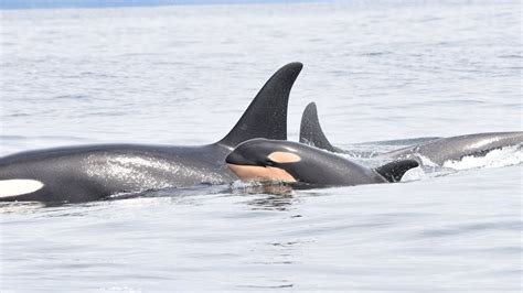 Endangered orcas, new calf spotted off Vancouver Island | CTV News