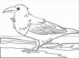 Raven coloring Page  Free Printable Coloring Pages sketch template