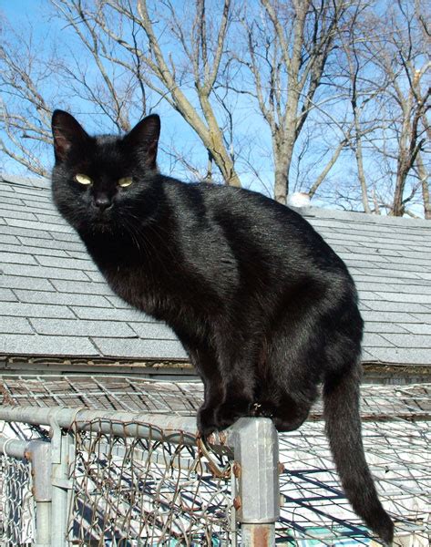black cat - Wiktionary, the free dictionary