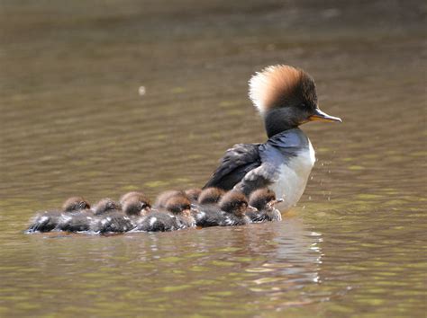 Just Whose Ducklings Are Those? | BirdNote