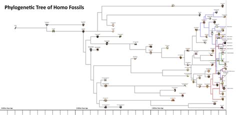 Phylogenetic Tree of Homo fossils by Paleonerd01 on DeviantArt