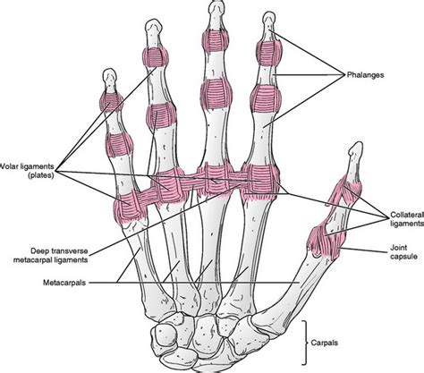 Metacarpophalangeal Joint Movement