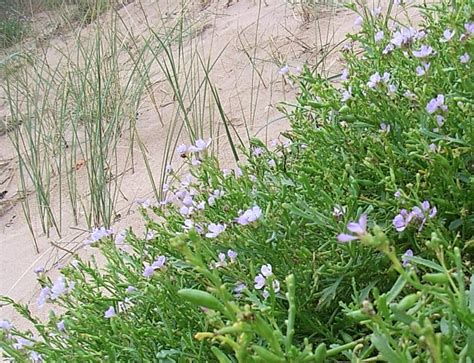 Coastal Plants Identification at Aberdeen on 24 July 2019 - NESBReC