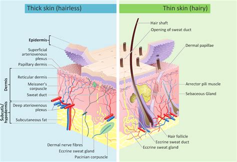 Pacific Medical Training - Integumentary system