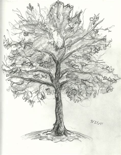 Brandon Orden: Tree Drawings