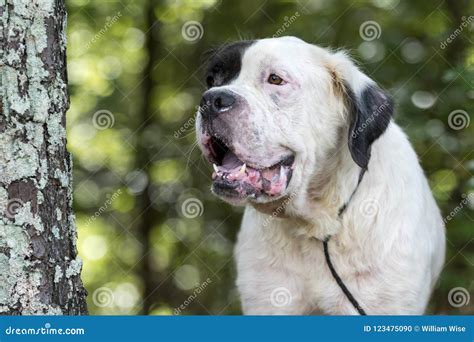 White Saint Bernard Mixed Breed Dog Stock Photo - Image of brindle, mixed: 123475090