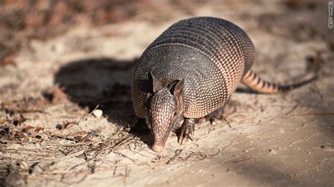 Armadillos linked to leprosy in humans - CNN.com