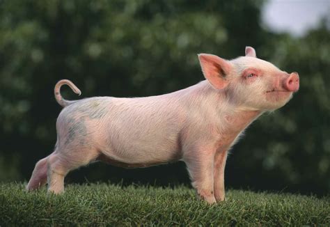 7 Pig Breeds to Raise on Your Farm