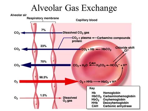 As hemoglobin loads oxygen, its affinity for H+ declines. Hydrogen ions ...