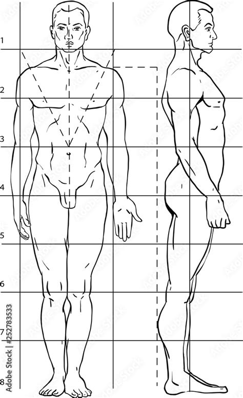 diagram of the human body. How to draw a person. Man. The proportions ...