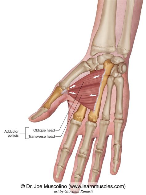 Adductor Pollicis - Learn Muscles