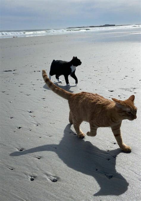 This Cat “Enjoyed” His First Beach Experience Quite A Lot! (21 PICS) - Izismile.com