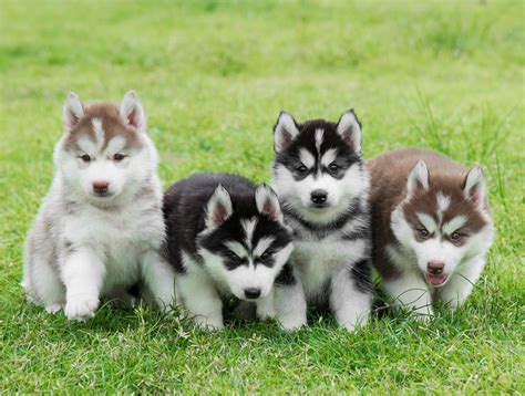 Những điều cần biết để nuôi chó Husky con nhanh lớn và khoẻ mạnh! - Trường Huấn Luyện Chó Thiên ...