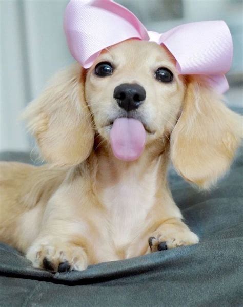 10 Reasons Dachshunds Are The Funniest Dogs | Funny dachshund, Funny dogs, Dachshund