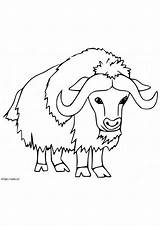 Printable Musk Ox Coloring Page sketch template